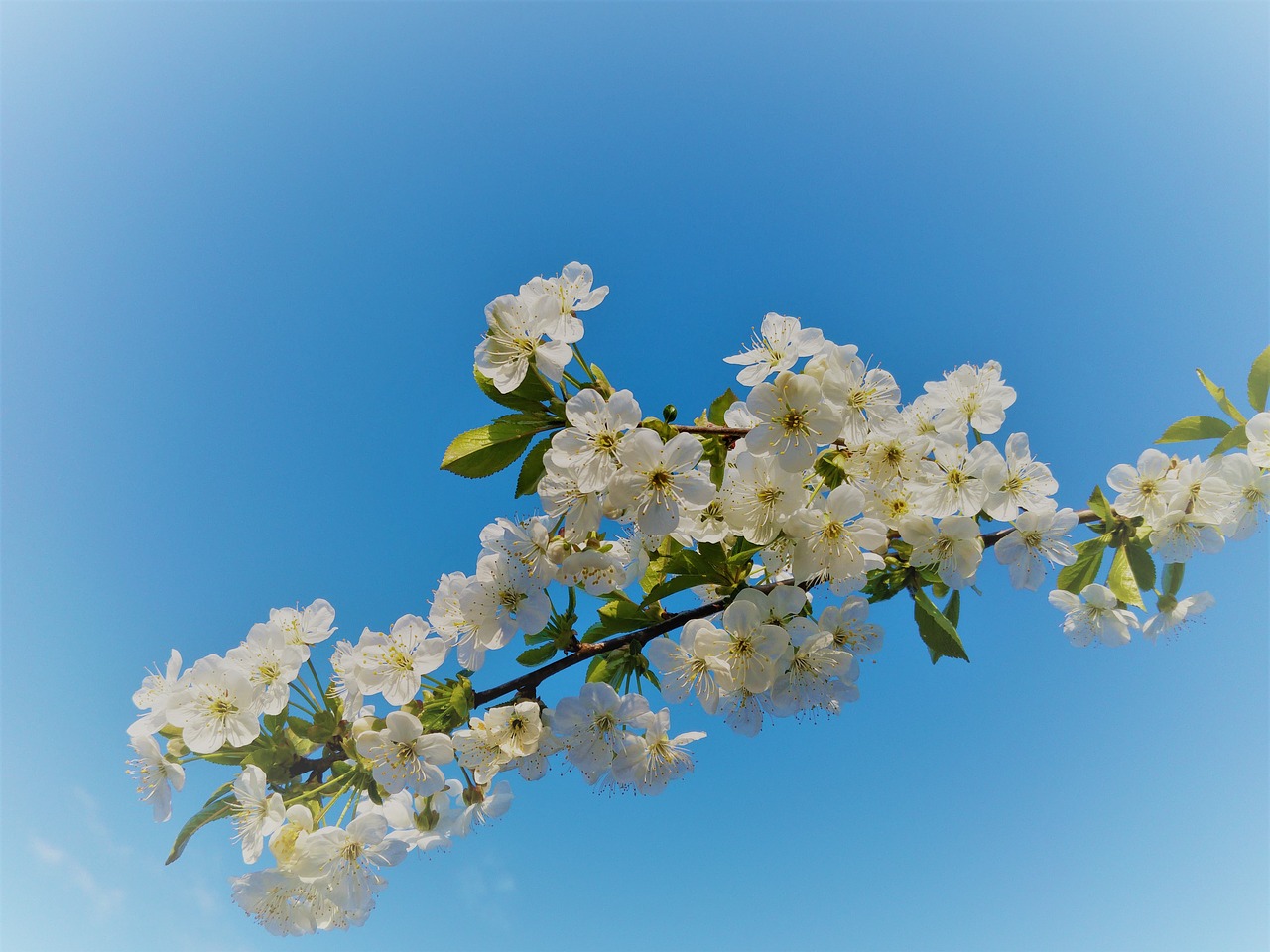 Image - flowering sloe spring white flowers