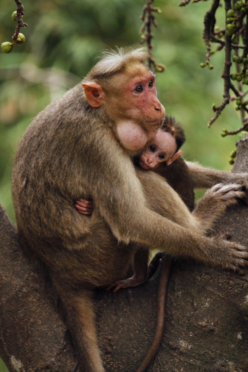 Image - monkey mother child animal nature