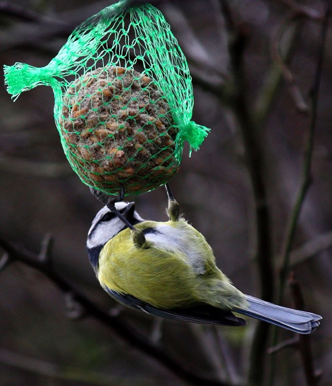 Image - blue tit bird feeding branch