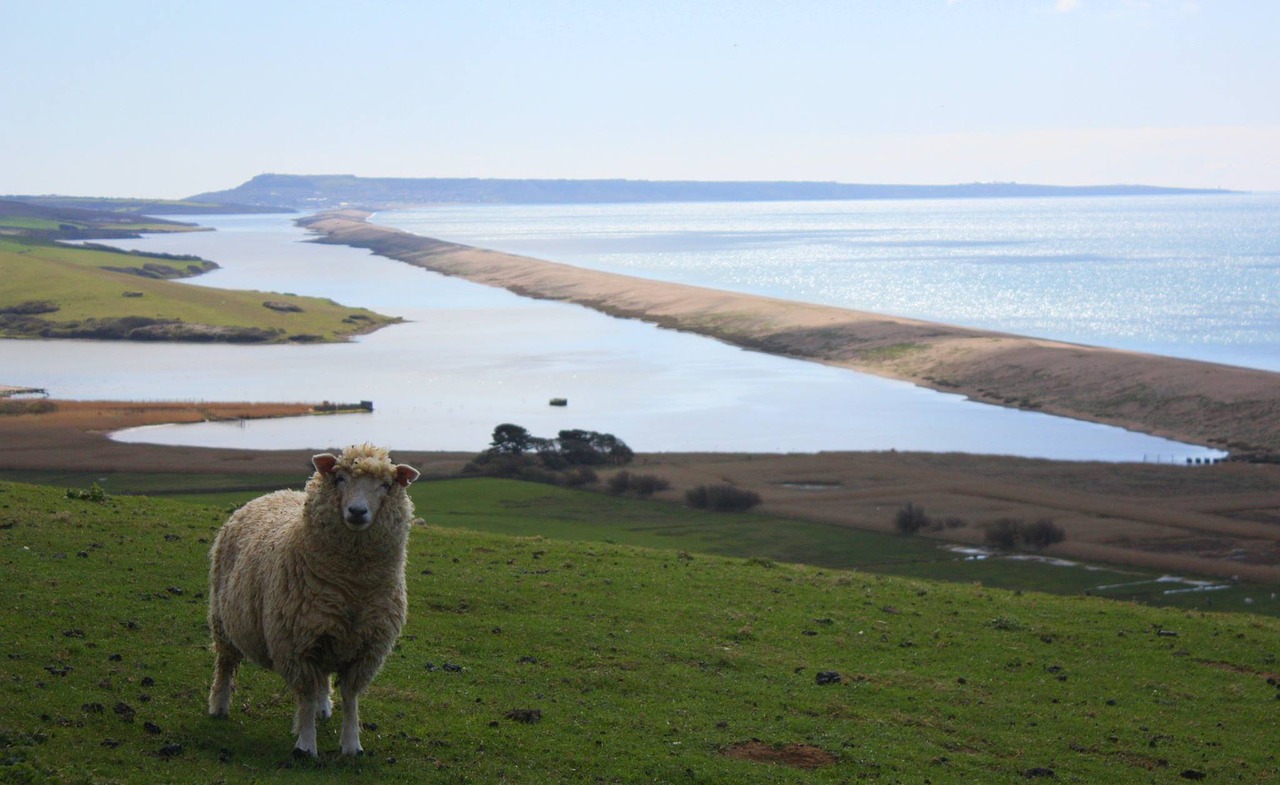 Image - sheep animal sheep in field water