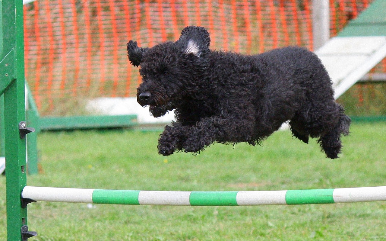 Image - dog agility training jumping breed