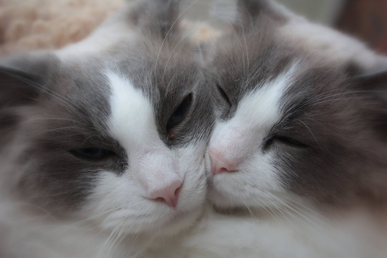 Image - cats sisters ragdoll animal