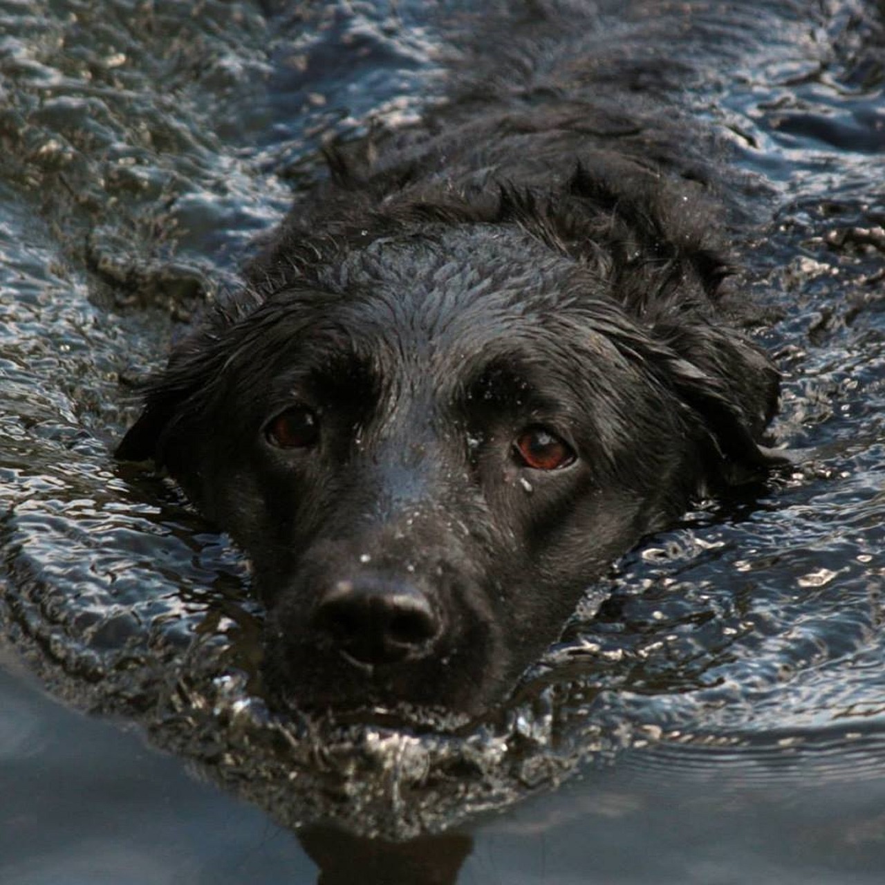 Image - dog water swimming labrador black