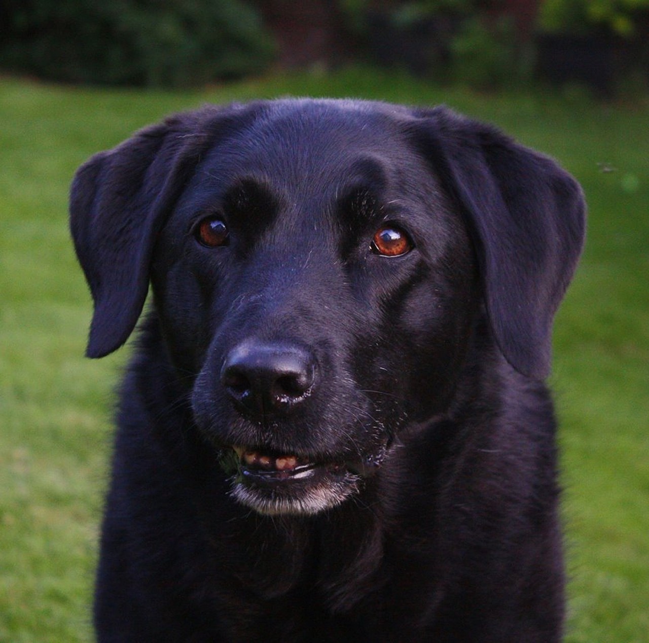 Image - portrait labrador black dog