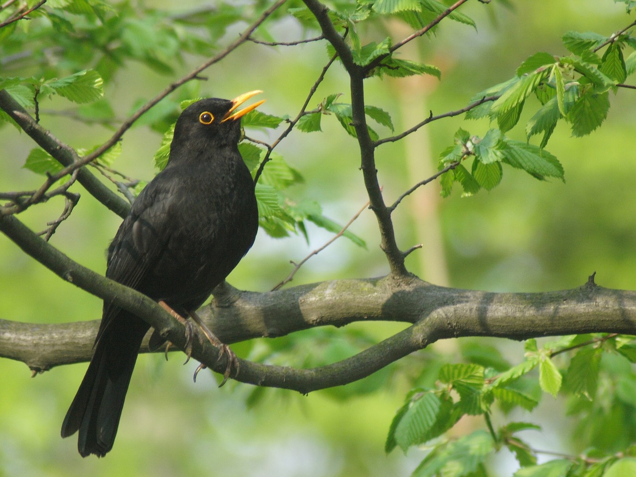 Image - blackbird males species widely used