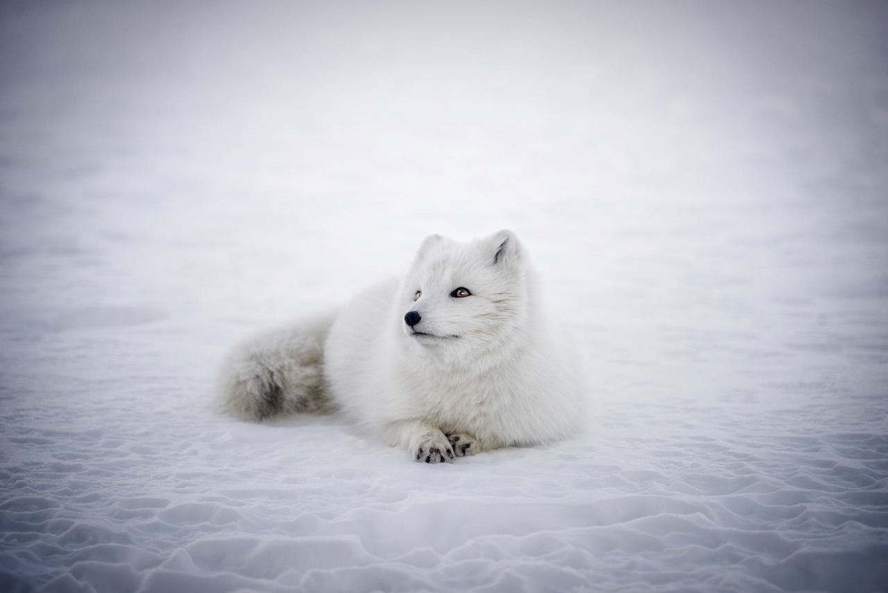 Image - iceland arctic fox animal wildlife