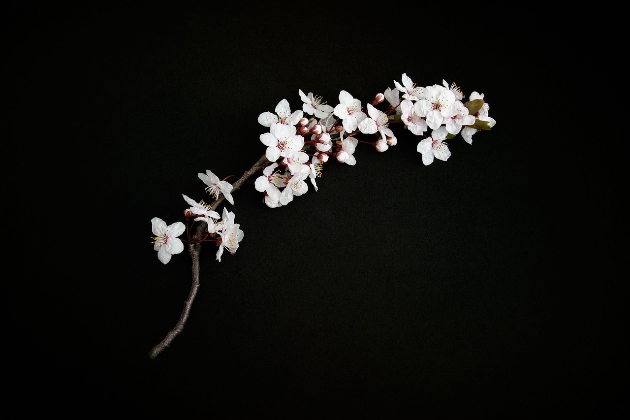 Image - cherry blossom cherry twig