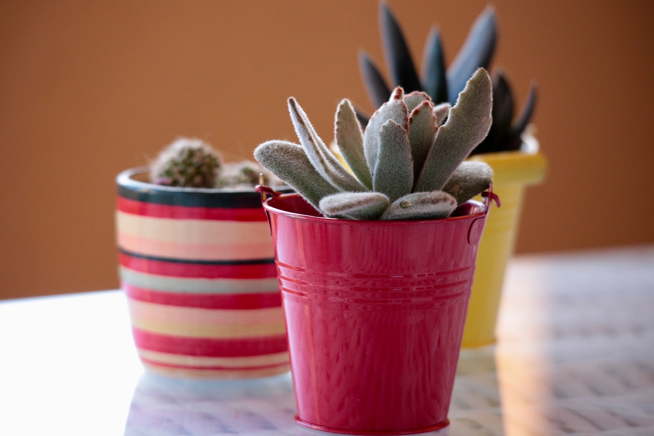 Image - plants cactus succulent plant