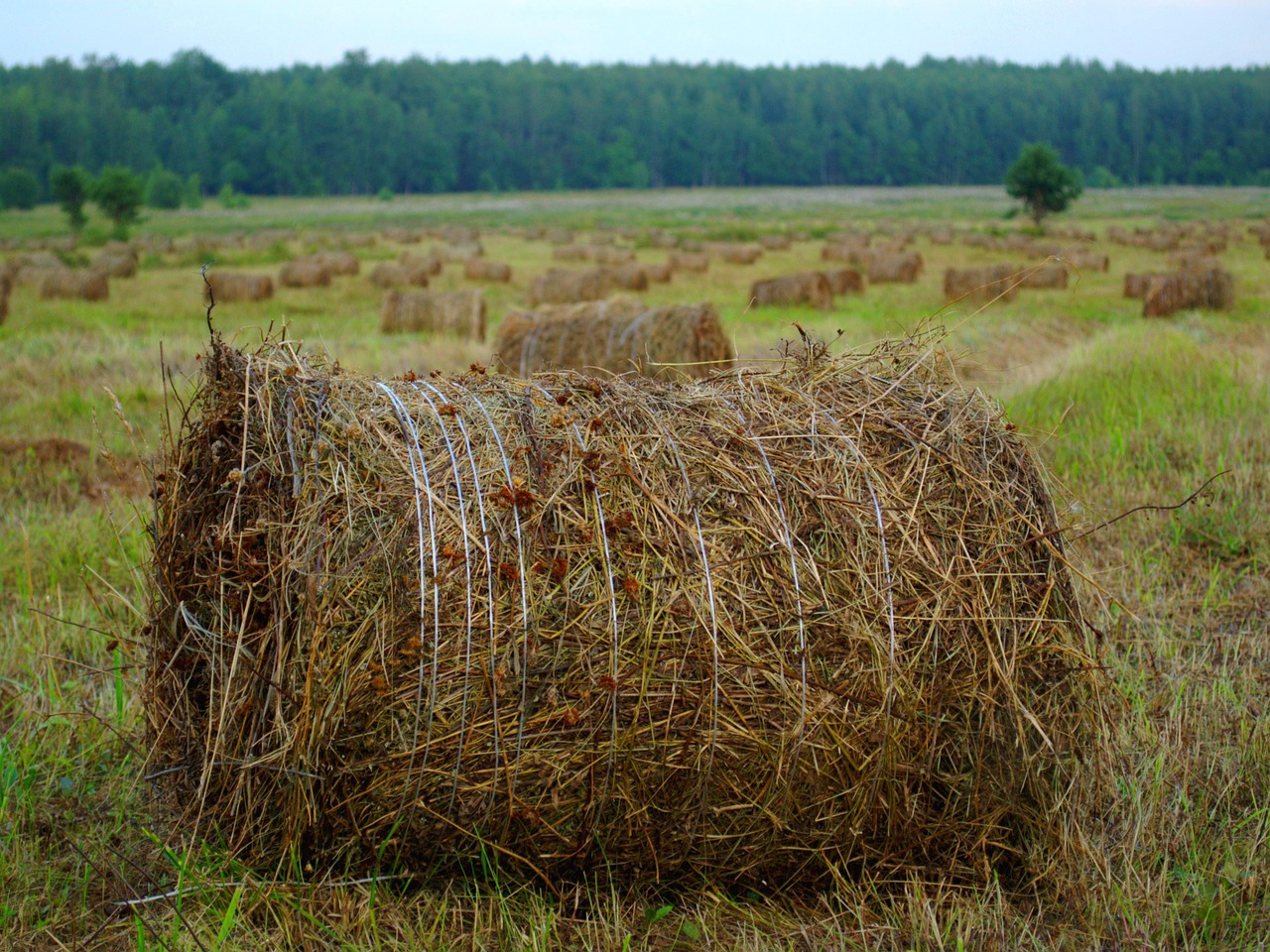 Image - rick hay straw haymaking field