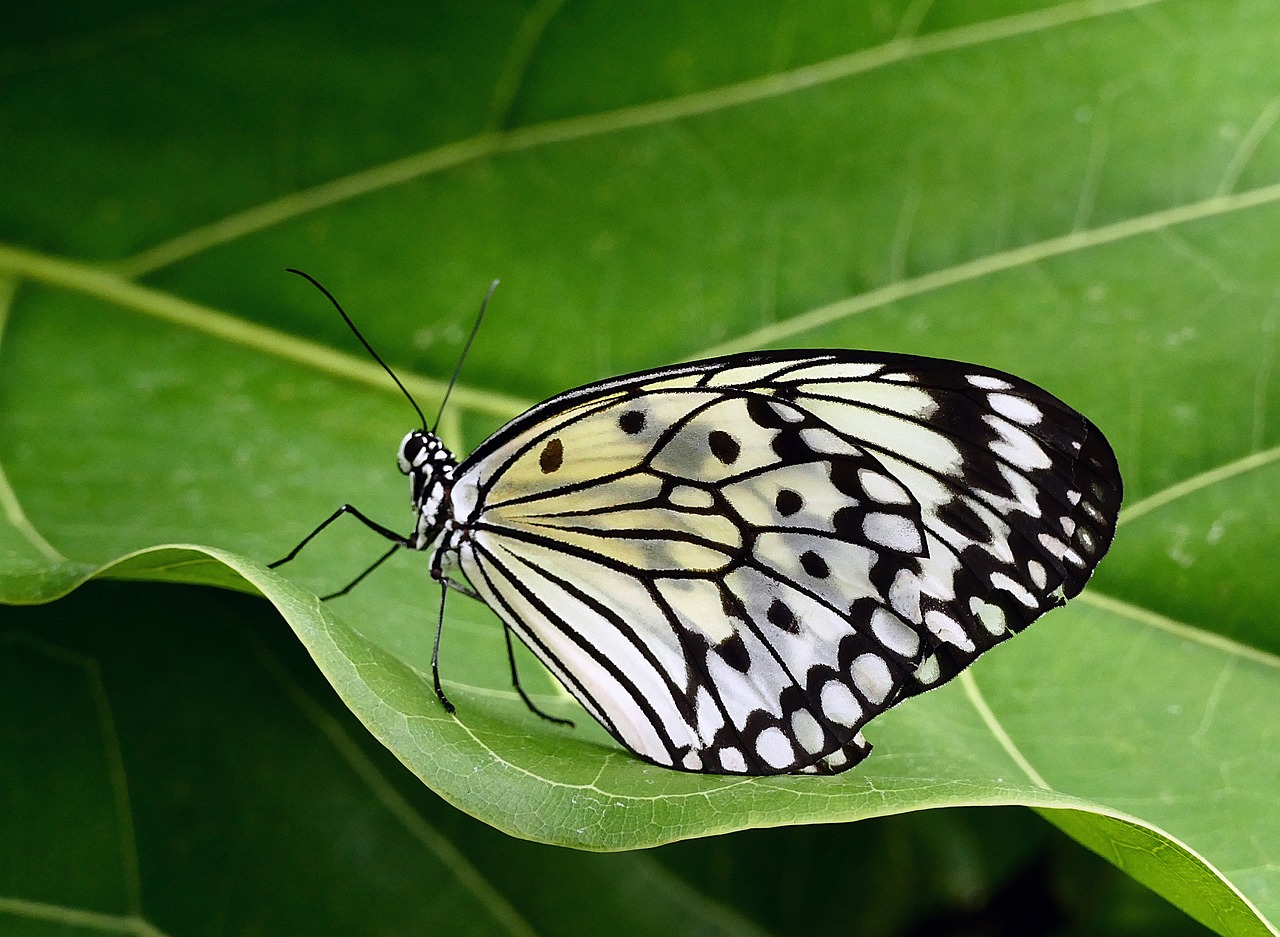 Image - butterfly paper kite macro insect