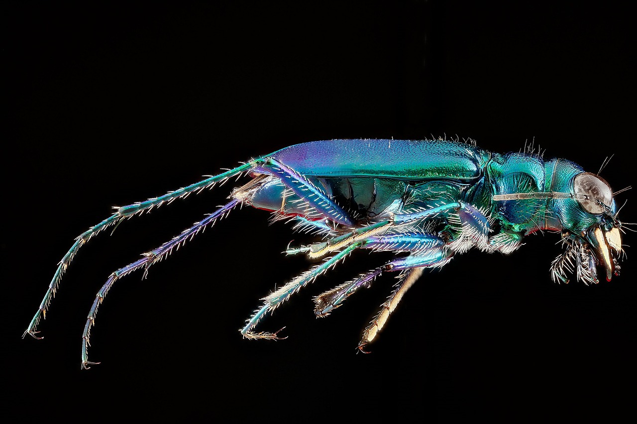 Image - six spotted tiger beetle insect