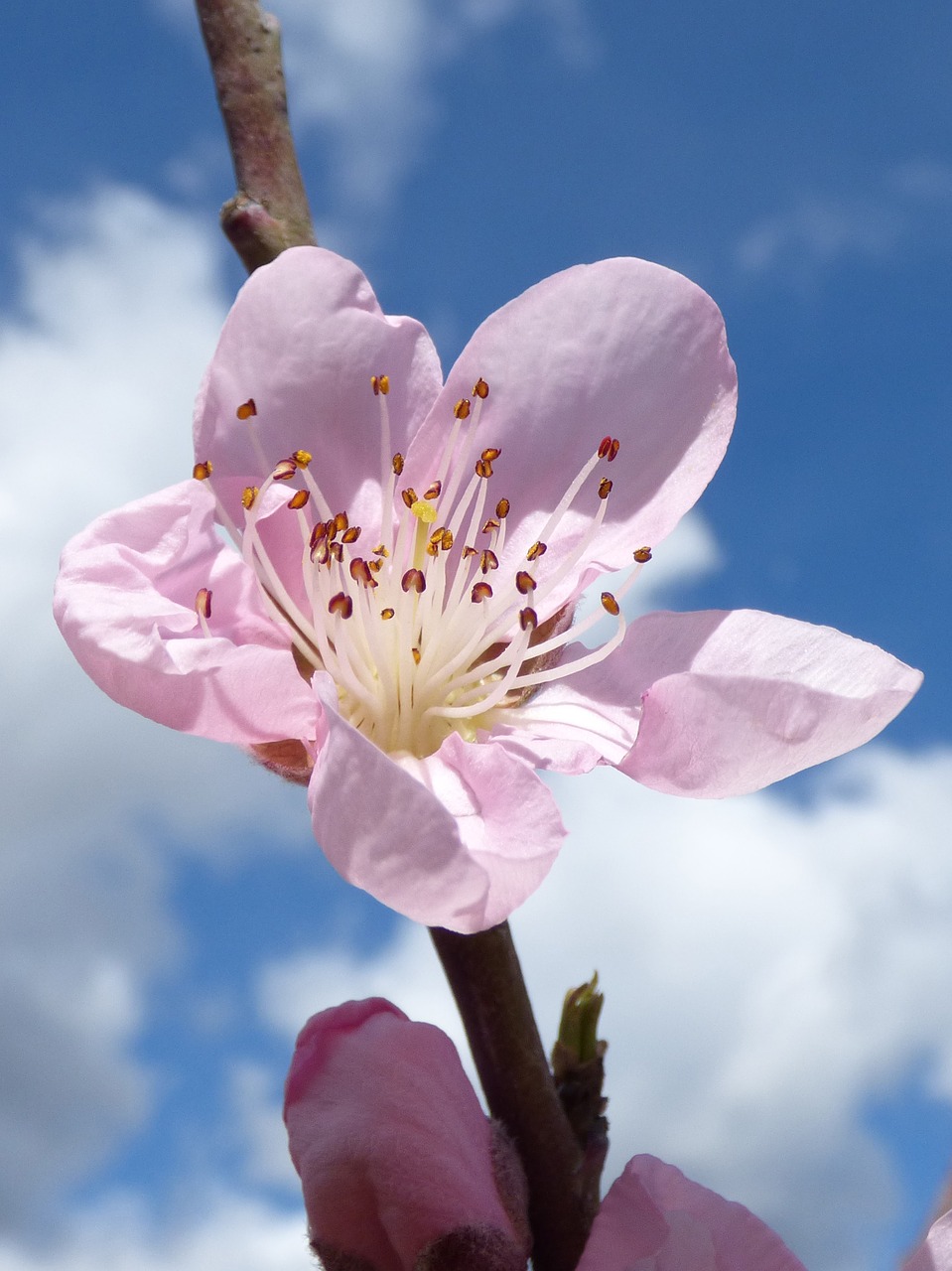 Image - flower tree fruits flowering detail