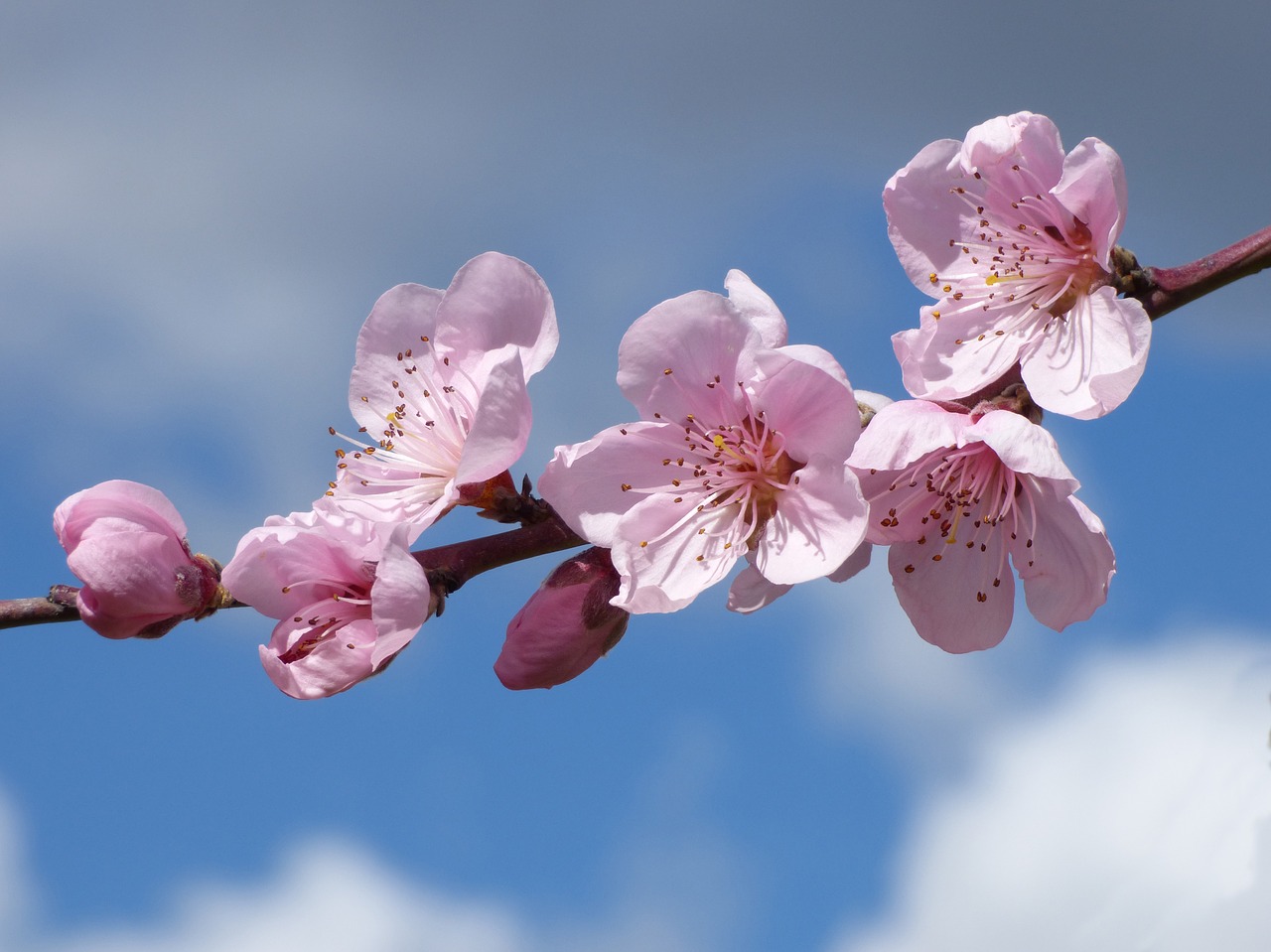 Image - flowers flowery branch fruit tree