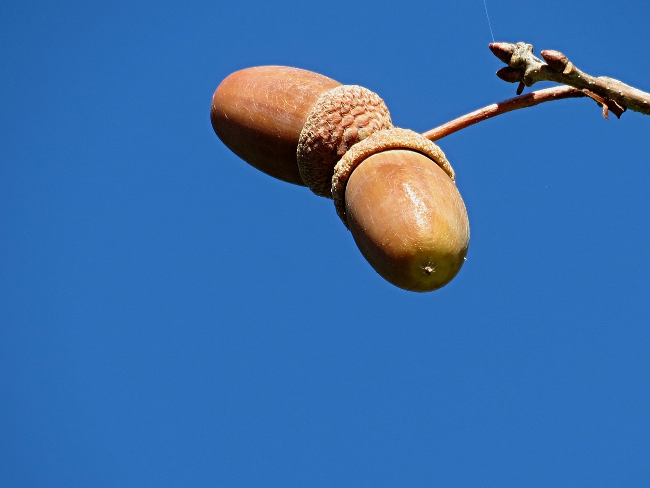 Image - acorns oak fruit tree nature