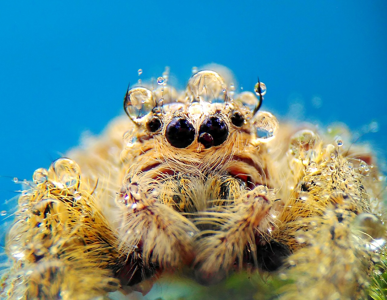 Image - spider macros nature wild