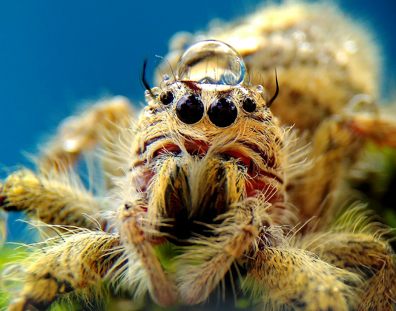 Image - spider animals macros wild nature