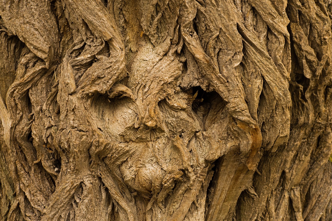 Image - tree face tree face background