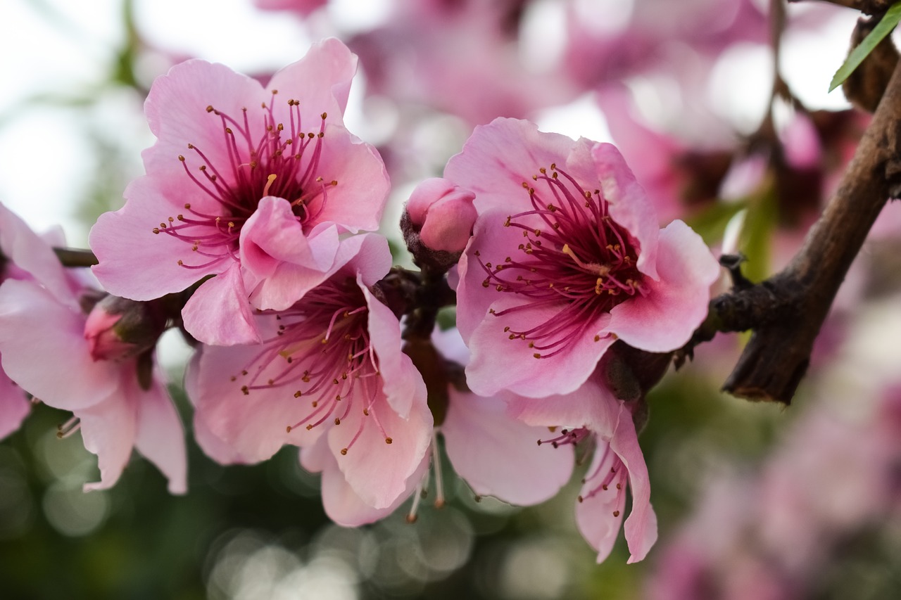 Image - flowers blossom pink tree
