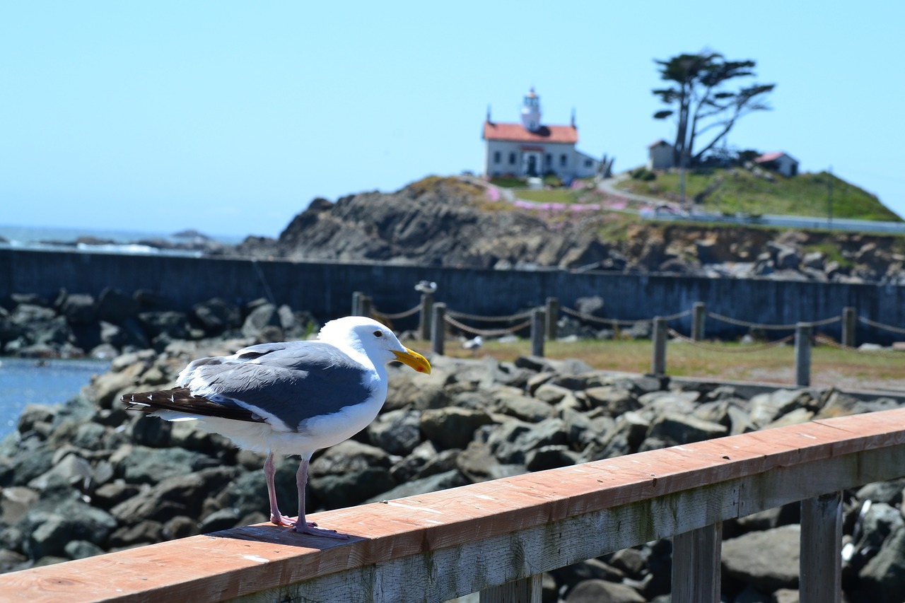 Image - crescent city lighthouse seagull