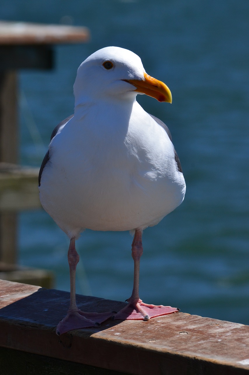 Image - california seagull sunny pier