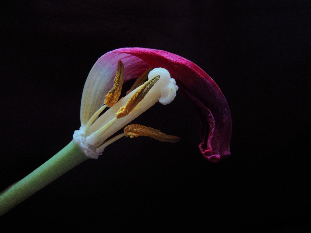 Image - tulip overblown pestle stamens