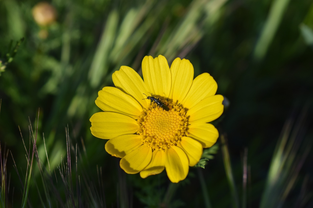 Image - daisy insect nature flower spring