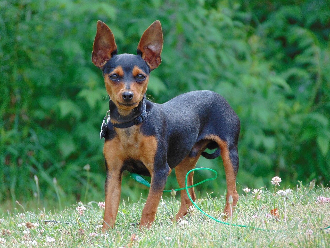 Image - min pin miniature small pin breed