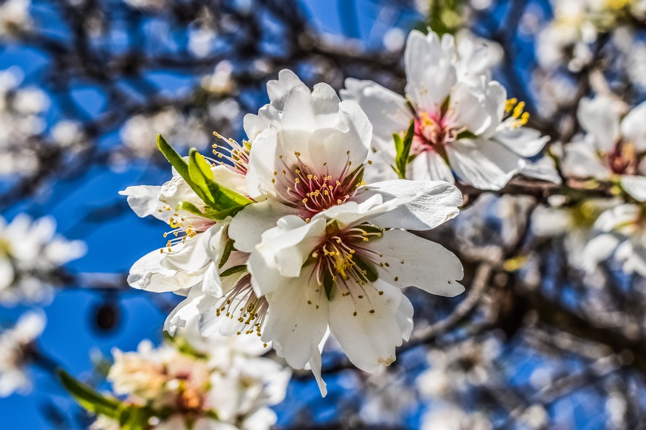 Image - almond tree flower nature spring