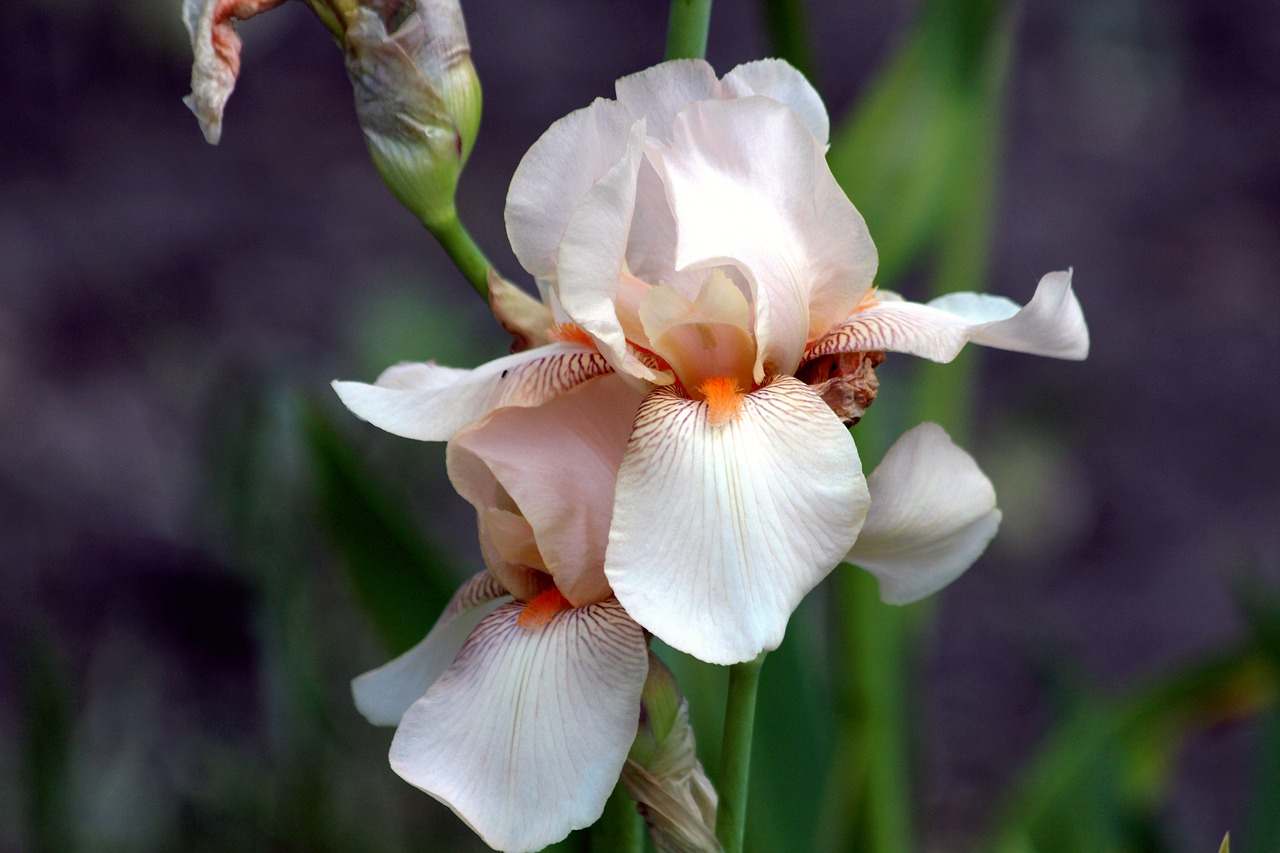 Image - iris beige iris garden flower