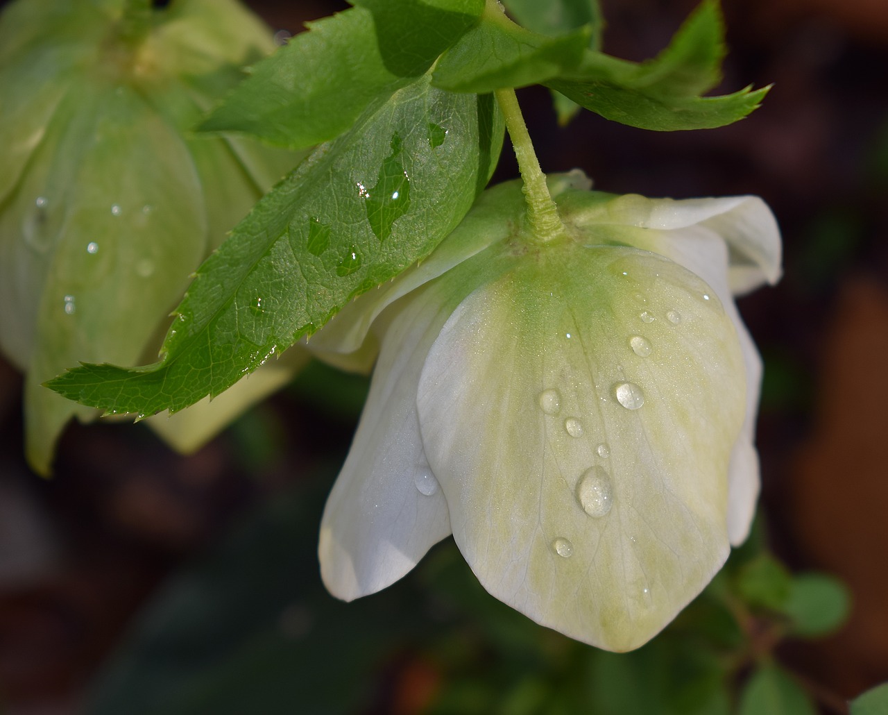 Image - hellebore with raindrops