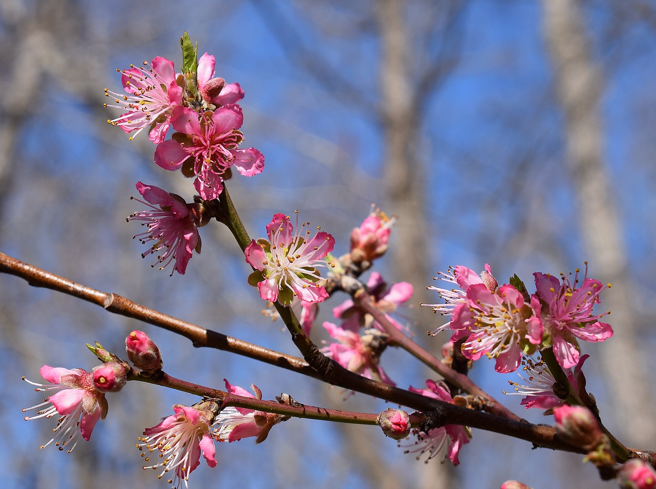 Image - peach blossoms peach tree blossom