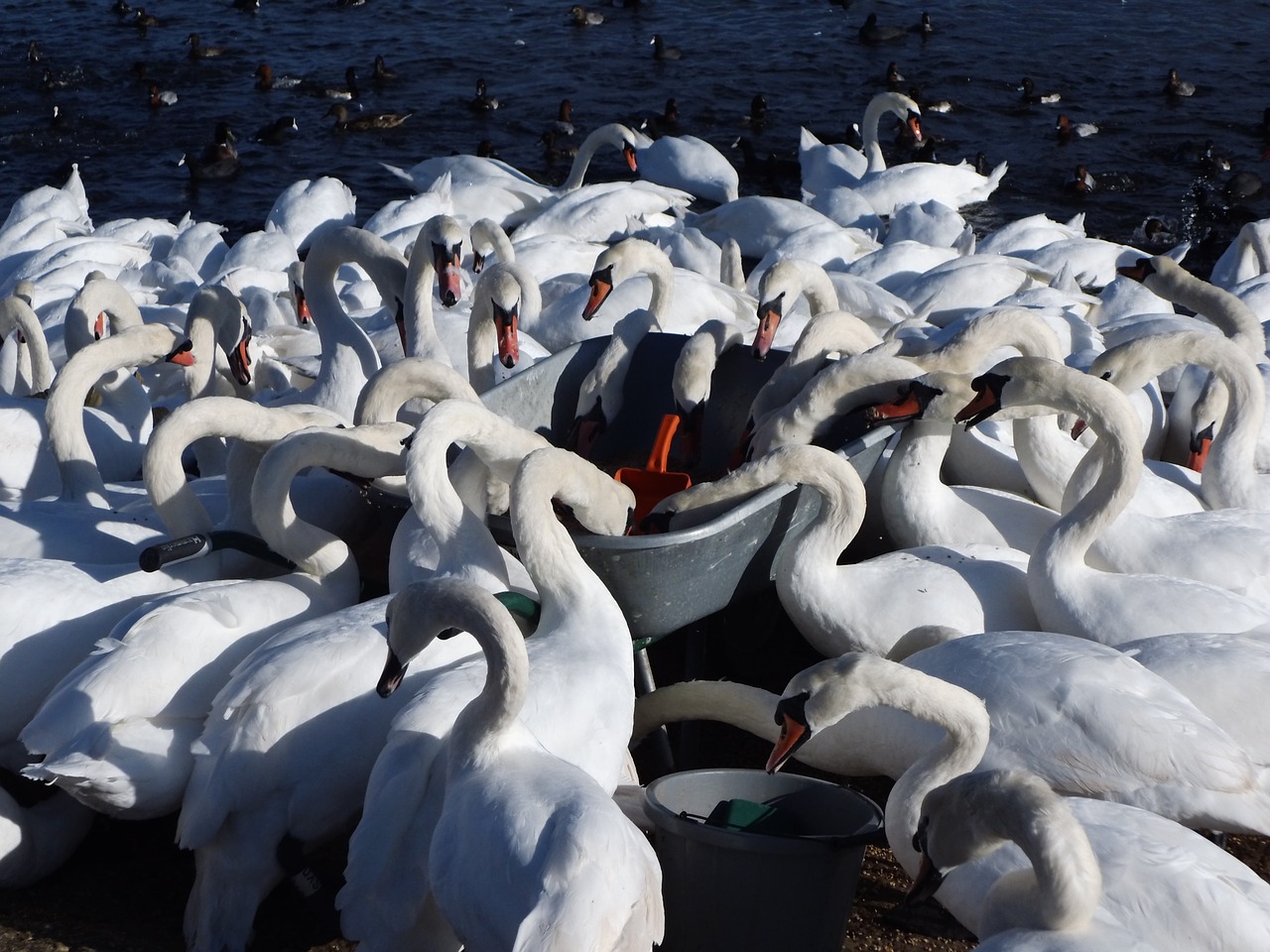 Image - abbottsbury swanery south gland