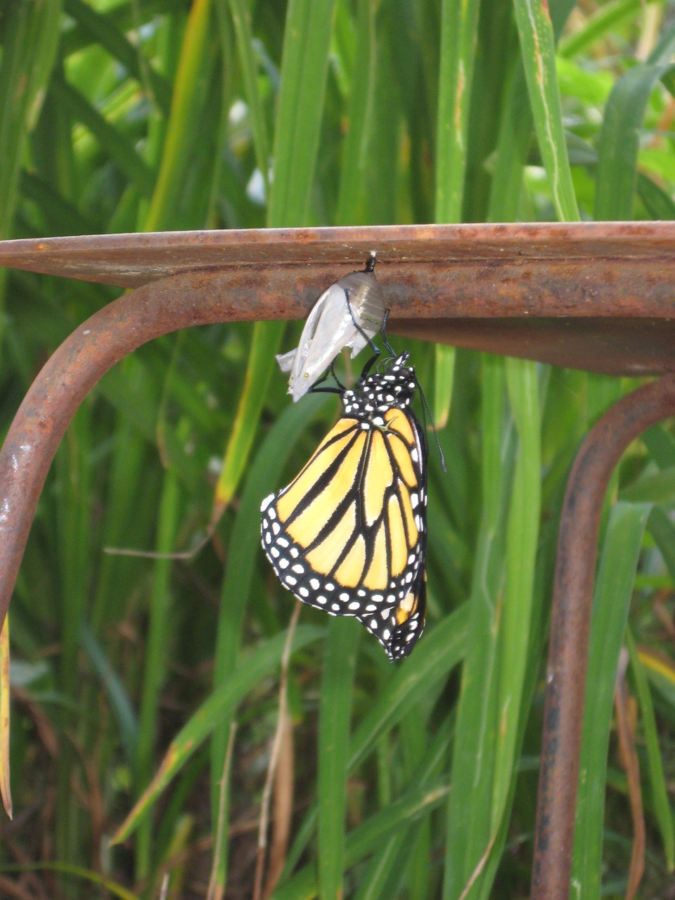 Image - butterfly birth cocoon summer