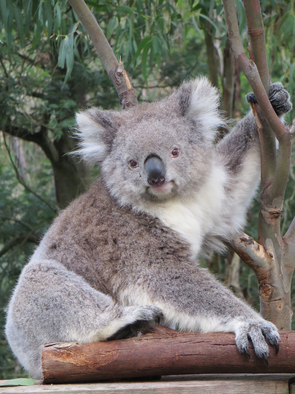 Image - koala australia wildlife animal