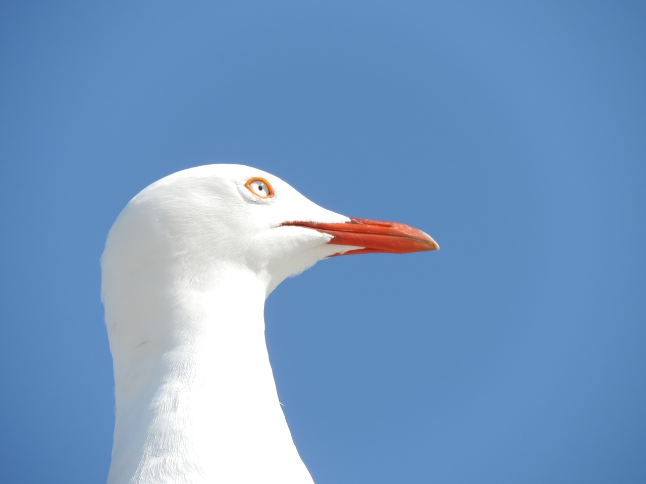 Image - seagull seabird bird gull nature