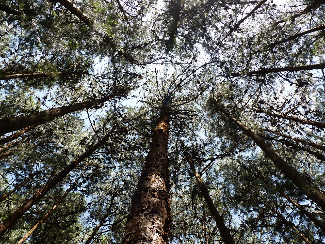 Image - trees pine sky canopy travel