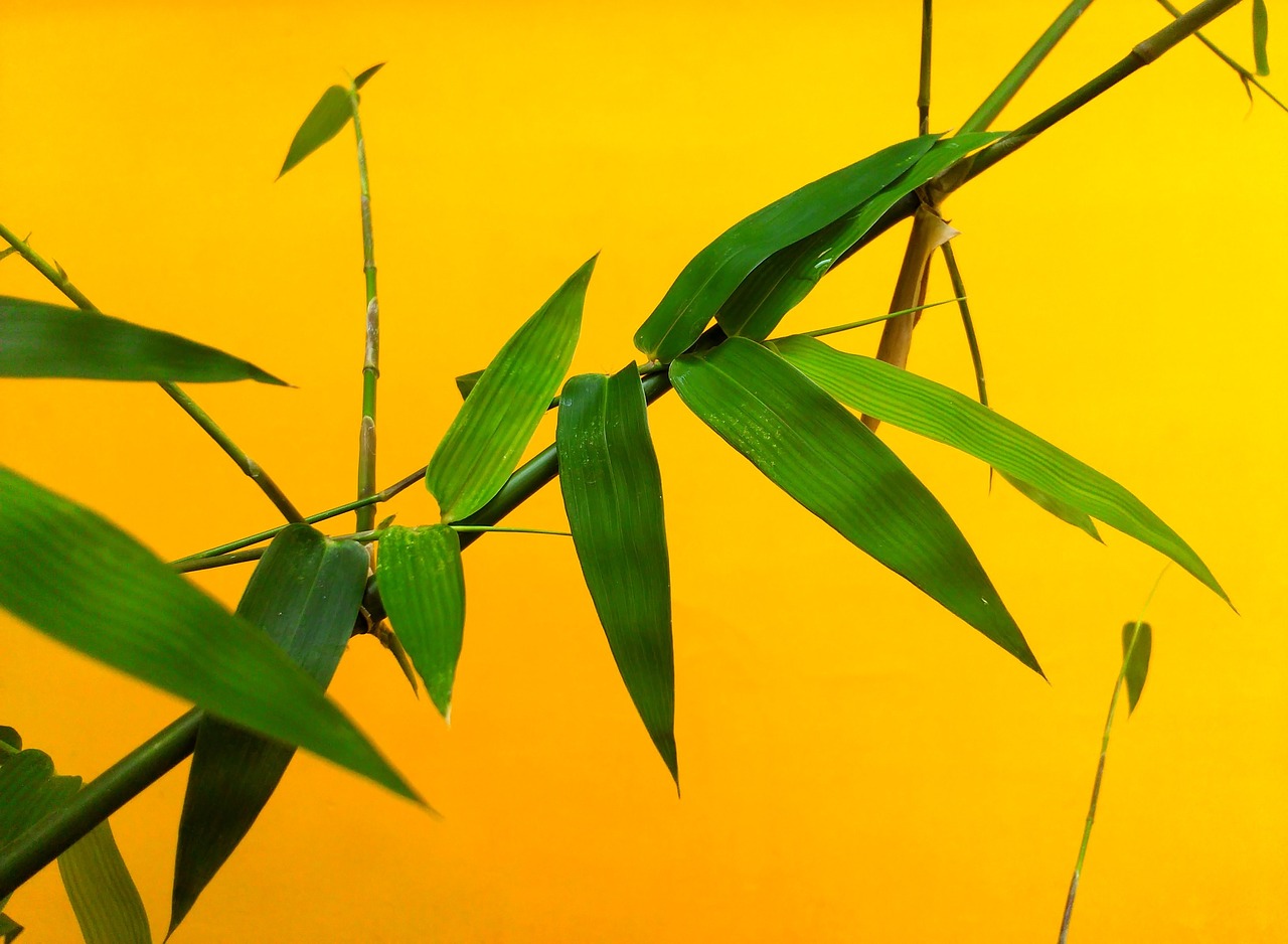 Image - leaf bamboo nature plant green