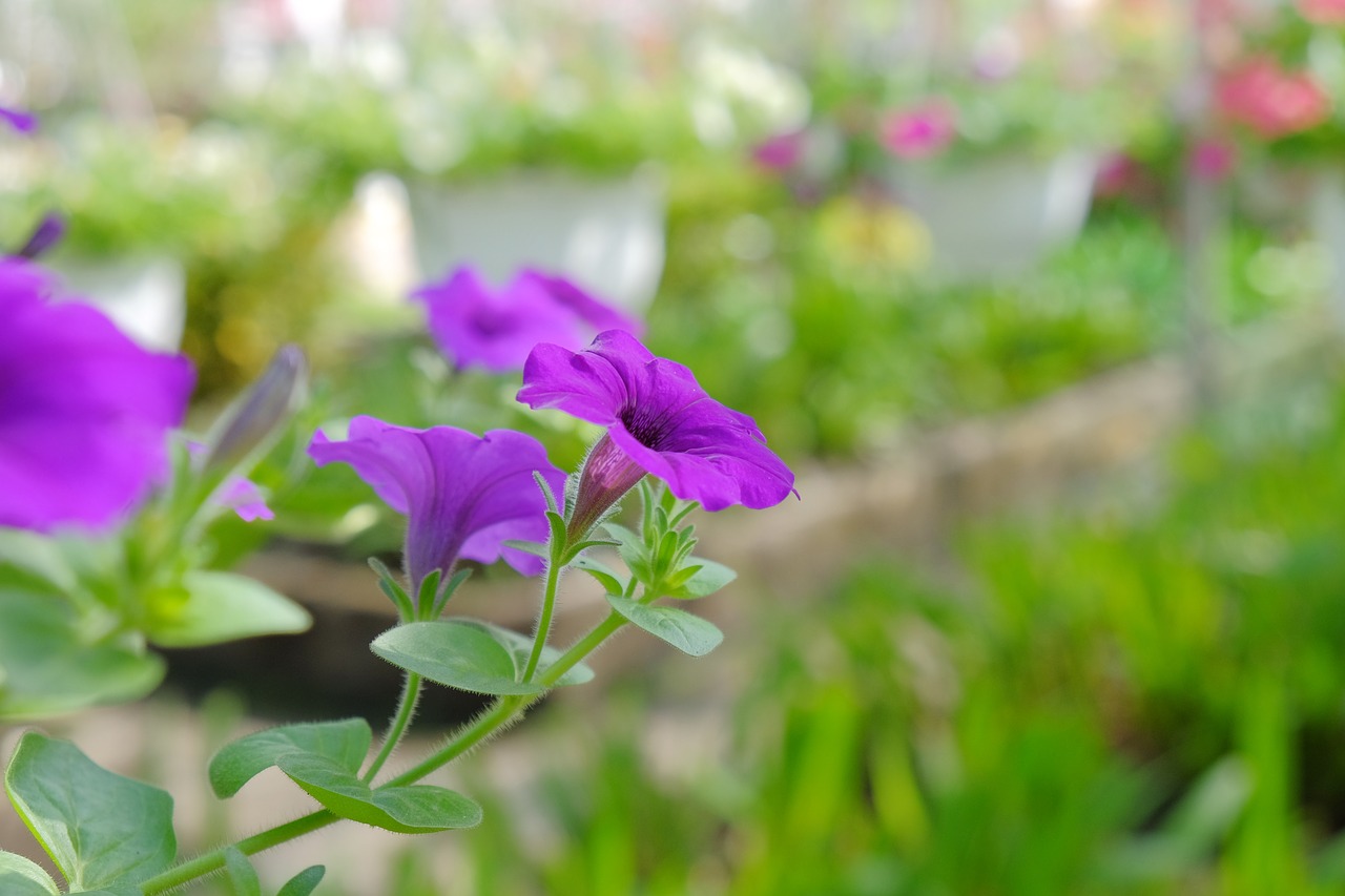 Image - blooming nice the morning green