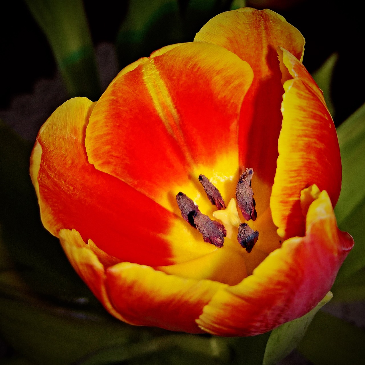 Image - flower tulip close single bloom