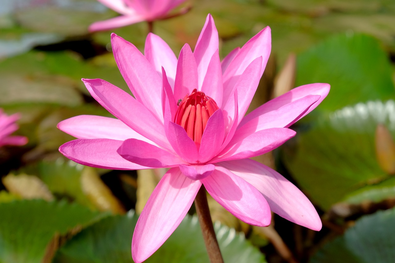 Image - lotus insects pink