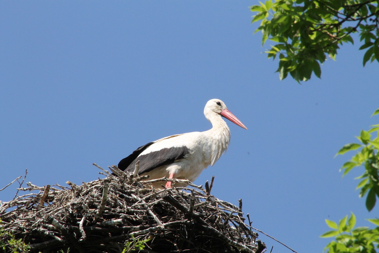 Image - castle marchegg stork city marchegg
