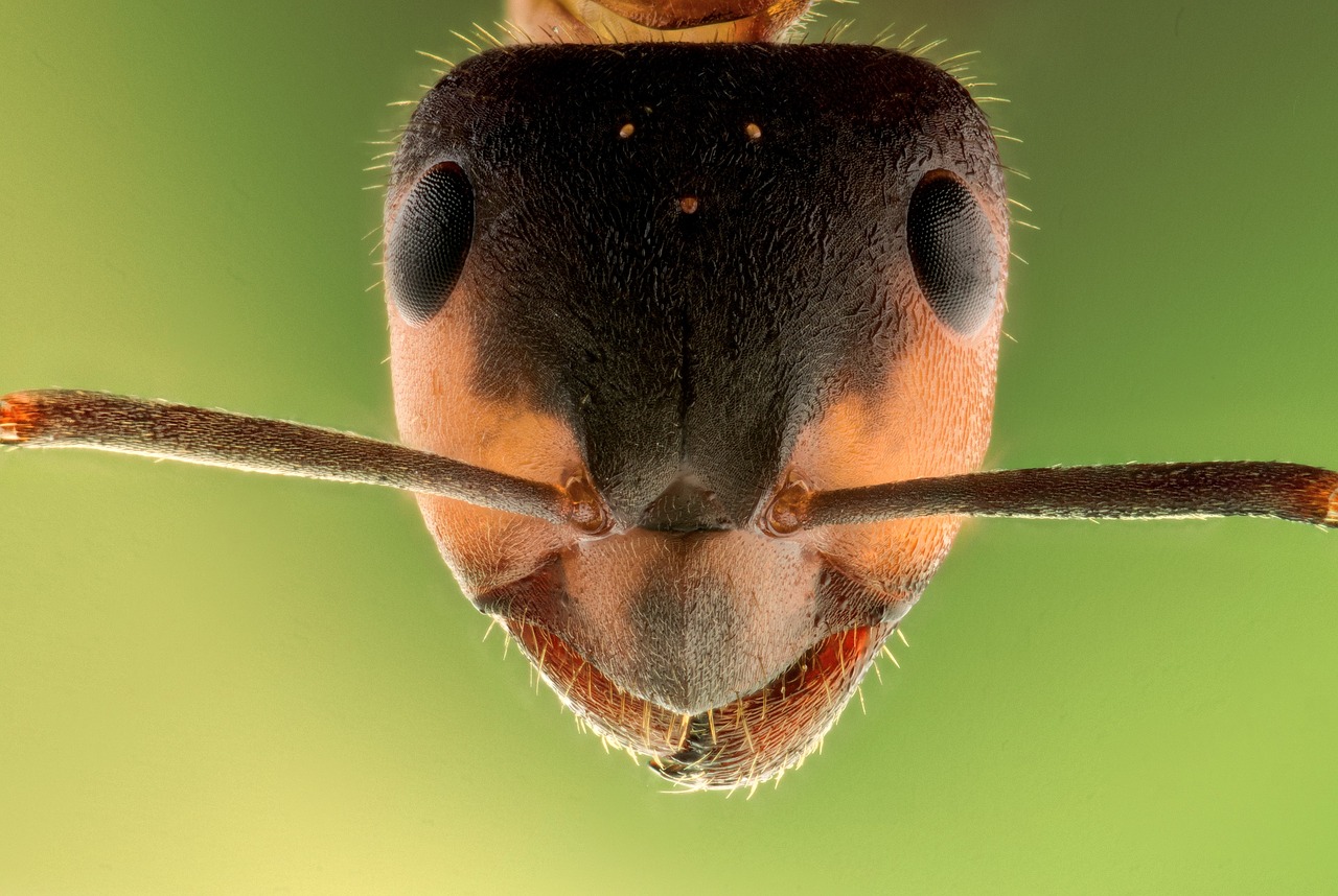 Image - stack insect ant macro animal