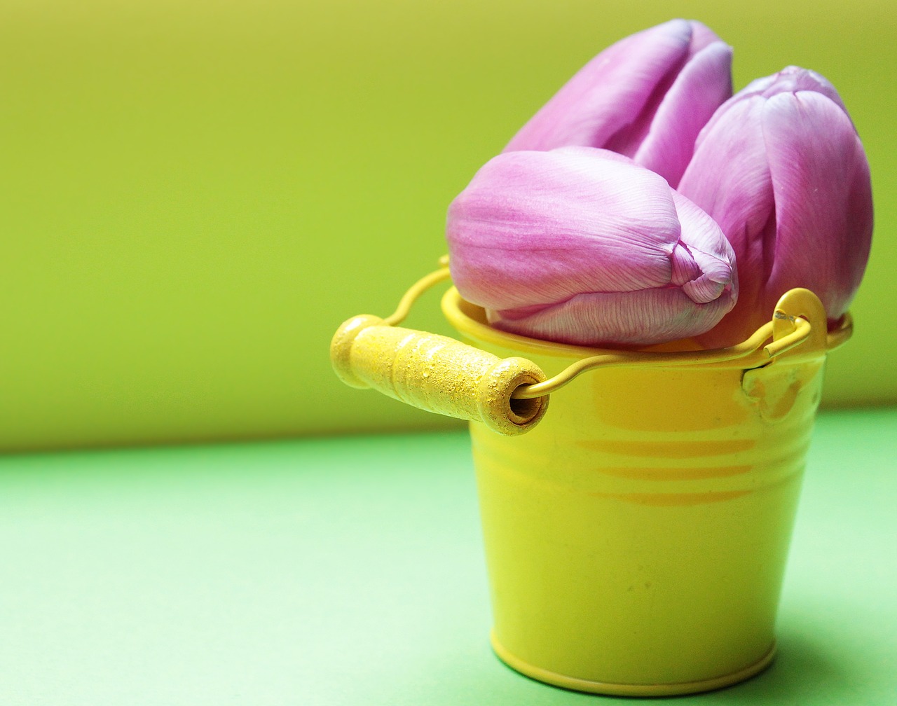 Image - tulips bucket tulip flower