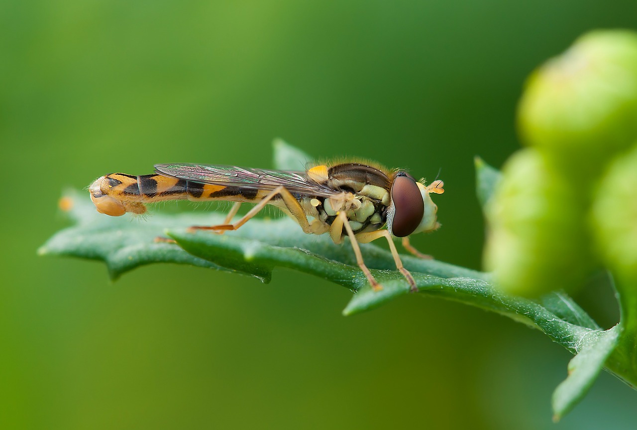 Image - insect hoverfly summer nature