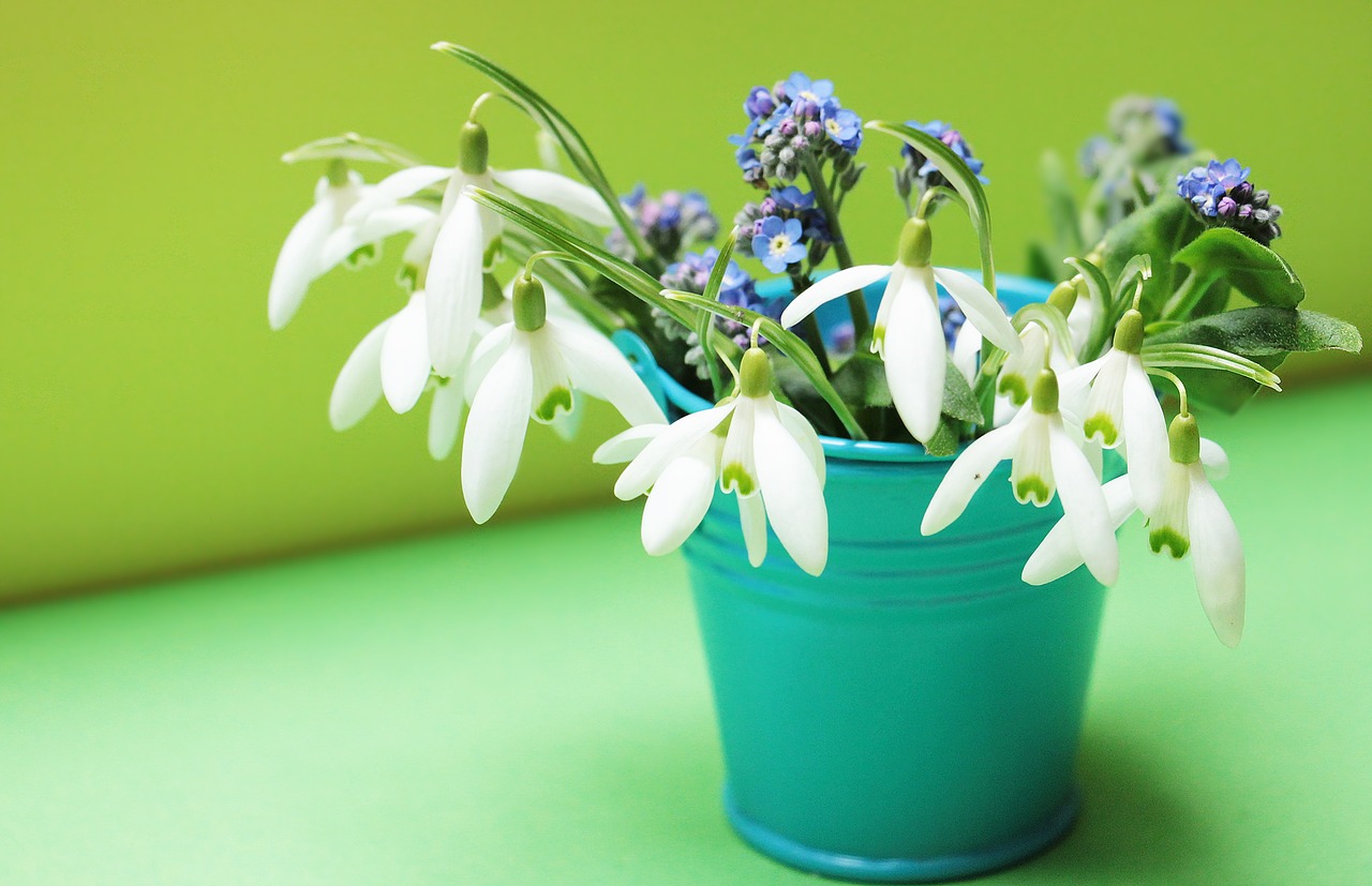 Image - snowdrop forget me not flowers