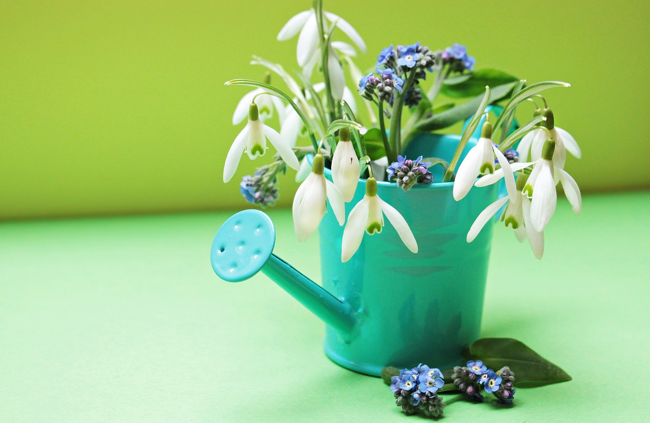 Image - snowdrop forget me not flowers