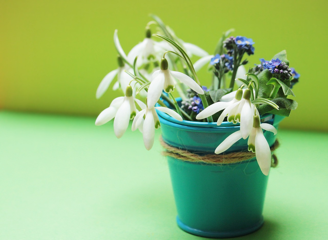 Image - snowdrop forget me not flowers