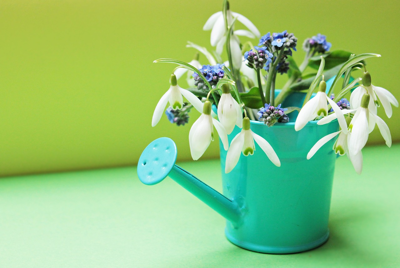 Image - snowdrop forget me not flowers