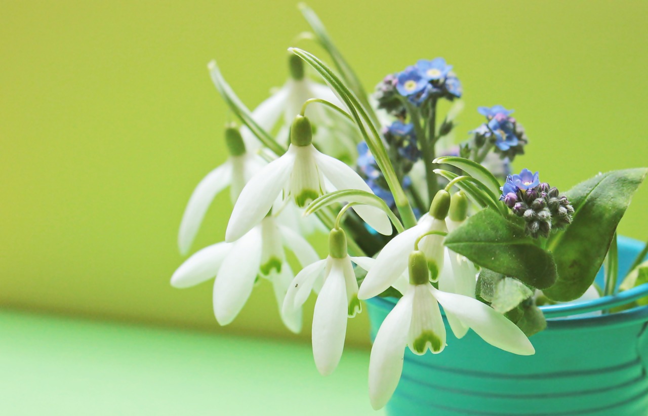 Image - snowdrop forget me not flowers