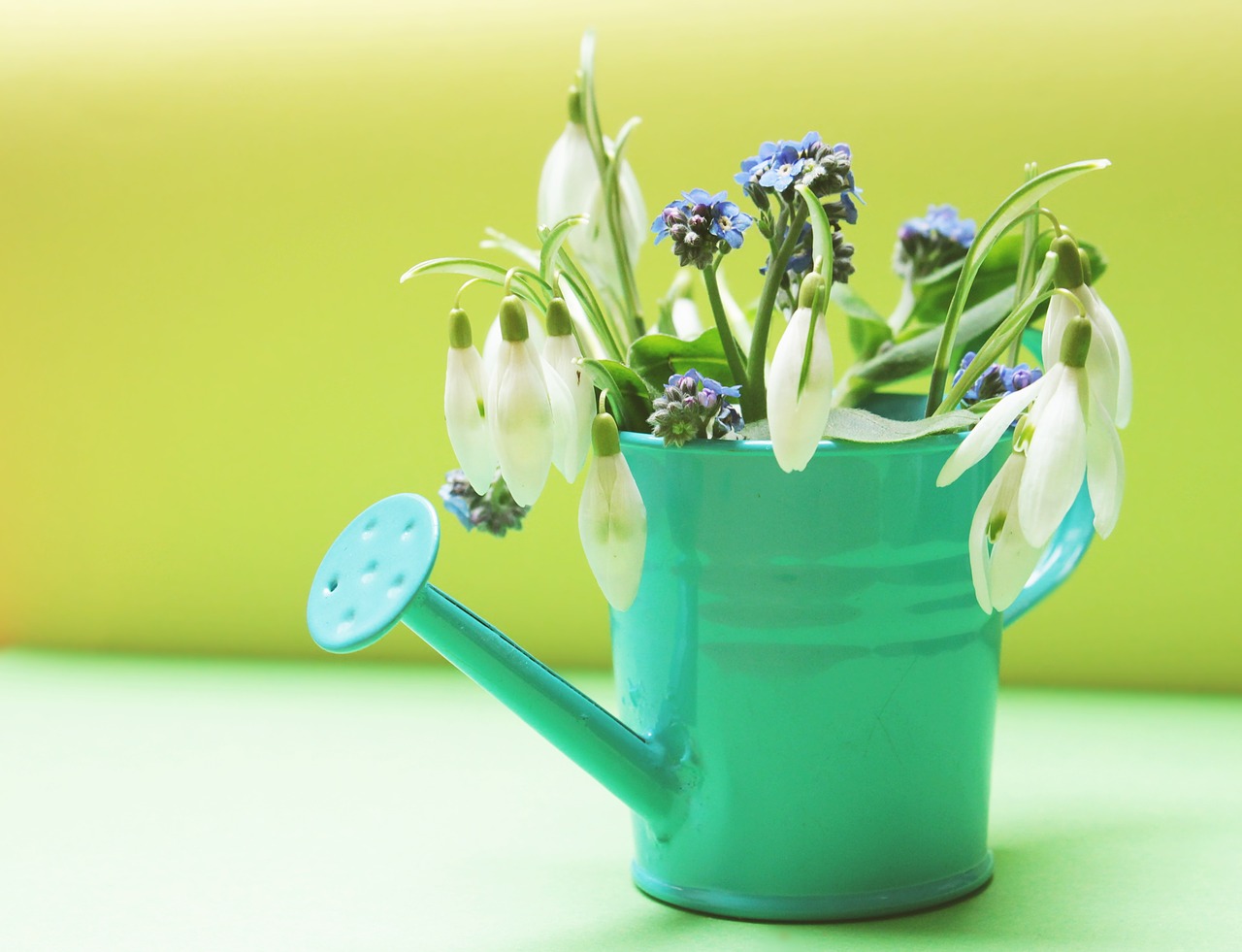 Image - snowdrop forget me not flowers